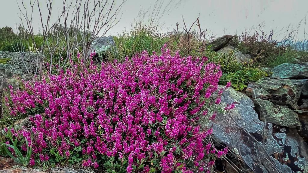 Simbavati Cederberg Ridge Villa Clanwilliam Eksteriør billede