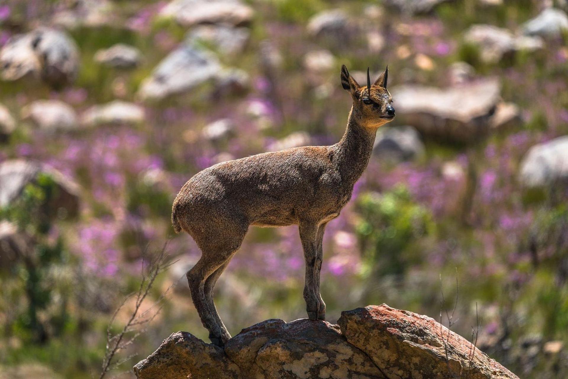 Simbavati Cederberg Ridge Villa Clanwilliam Eksteriør billede