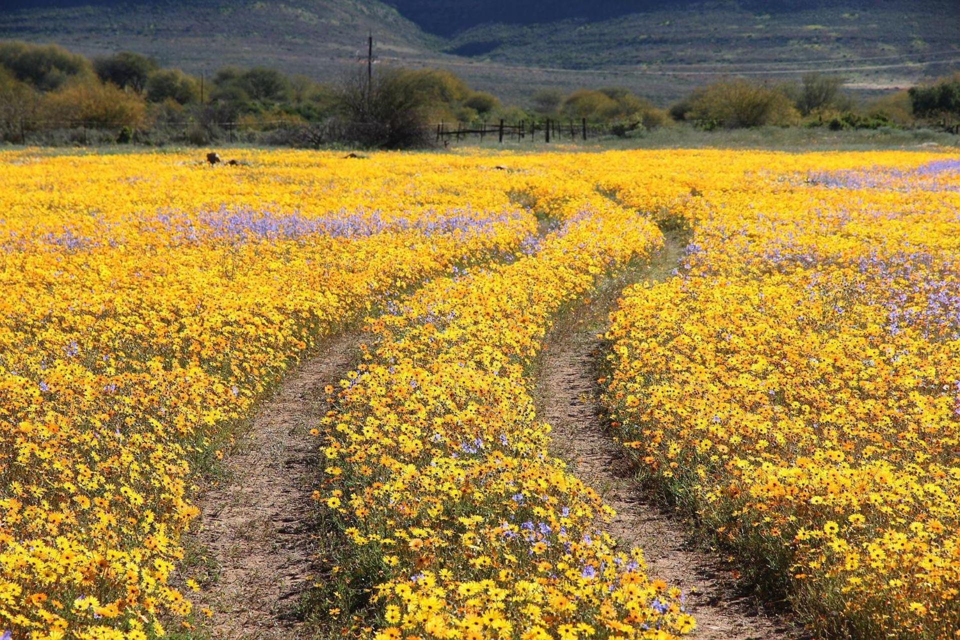 Simbavati Cederberg Ridge Villa Clanwilliam Eksteriør billede