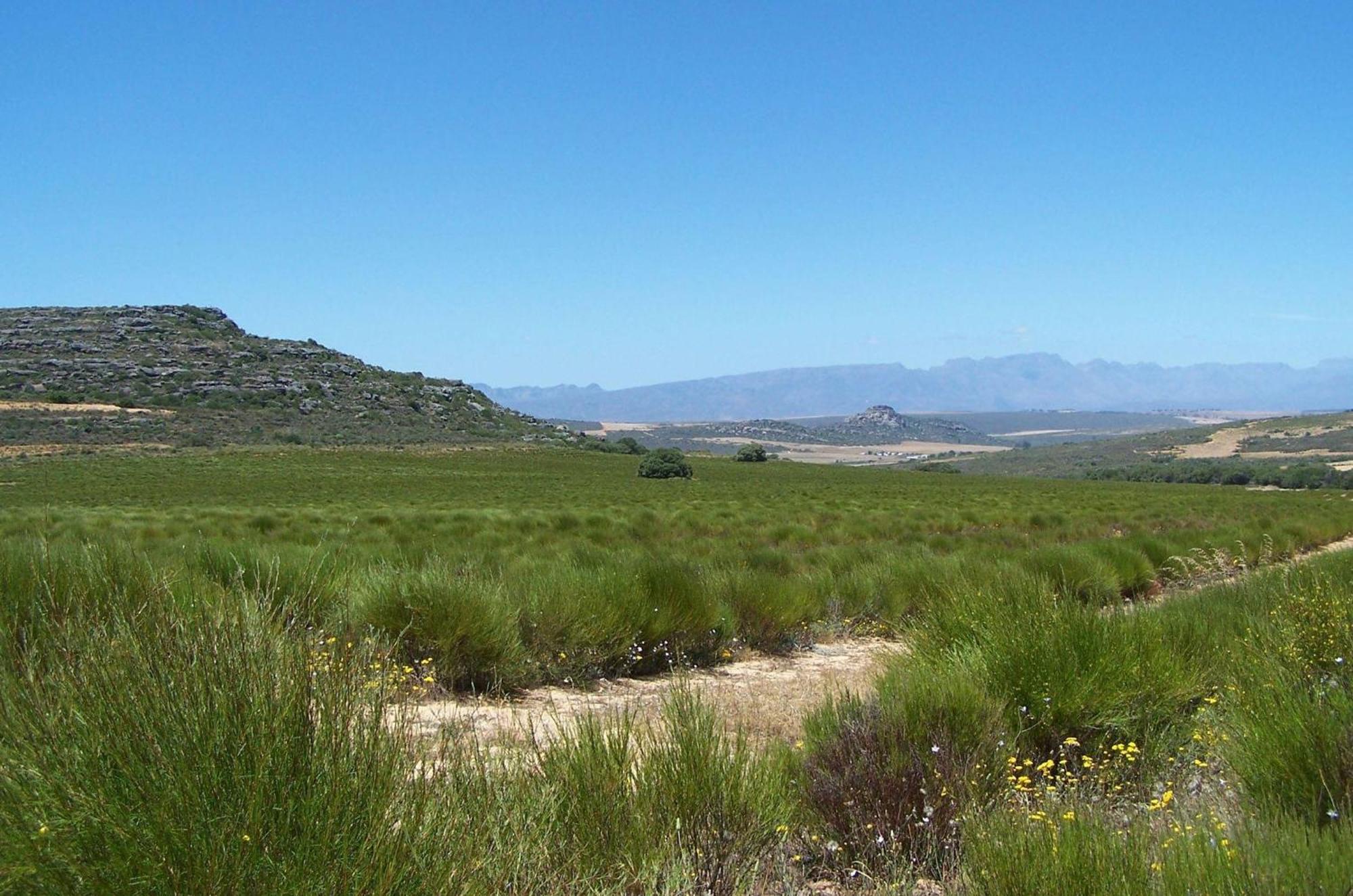 Simbavati Cederberg Ridge Villa Clanwilliam Eksteriør billede